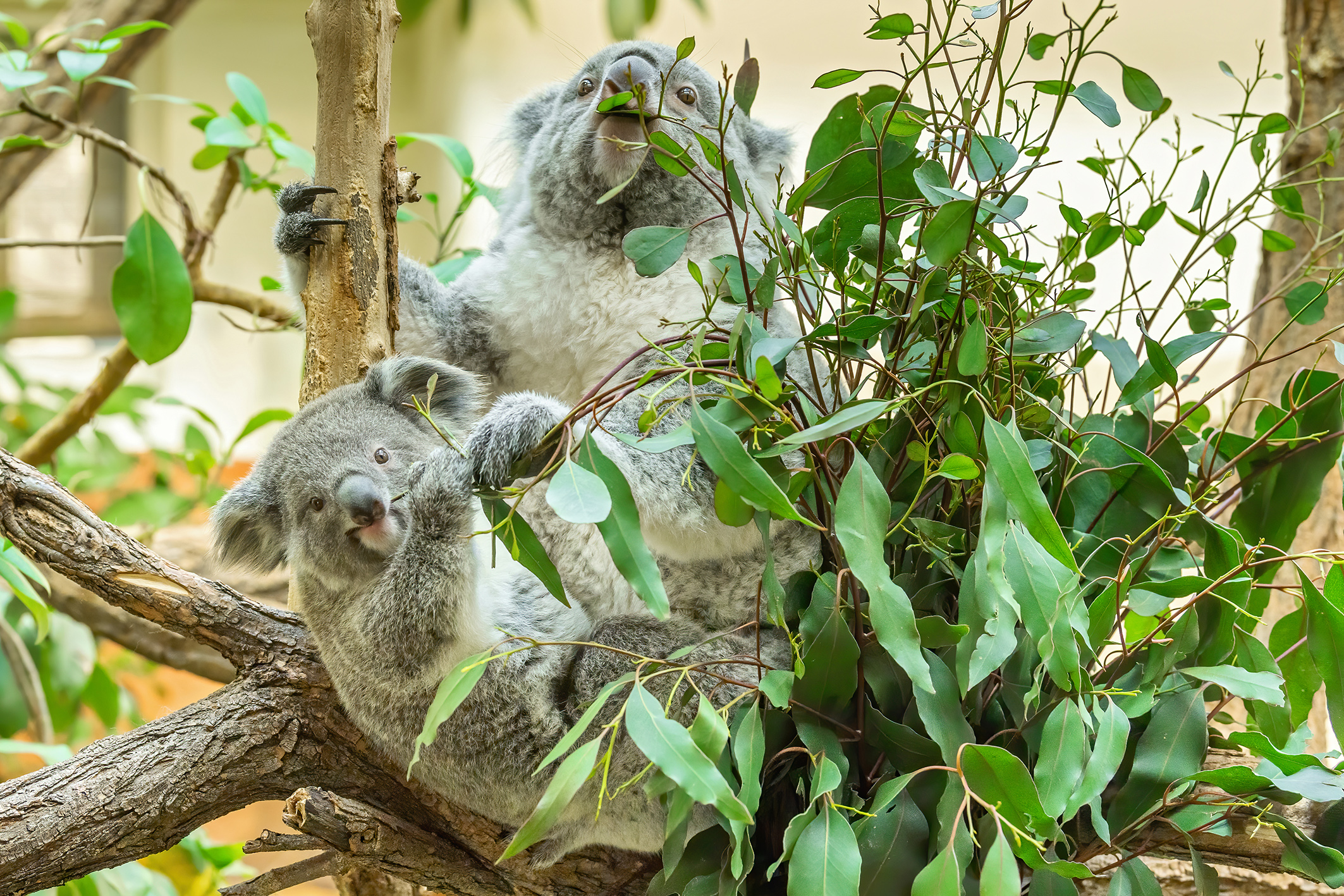 Koalas turnen in Ästen