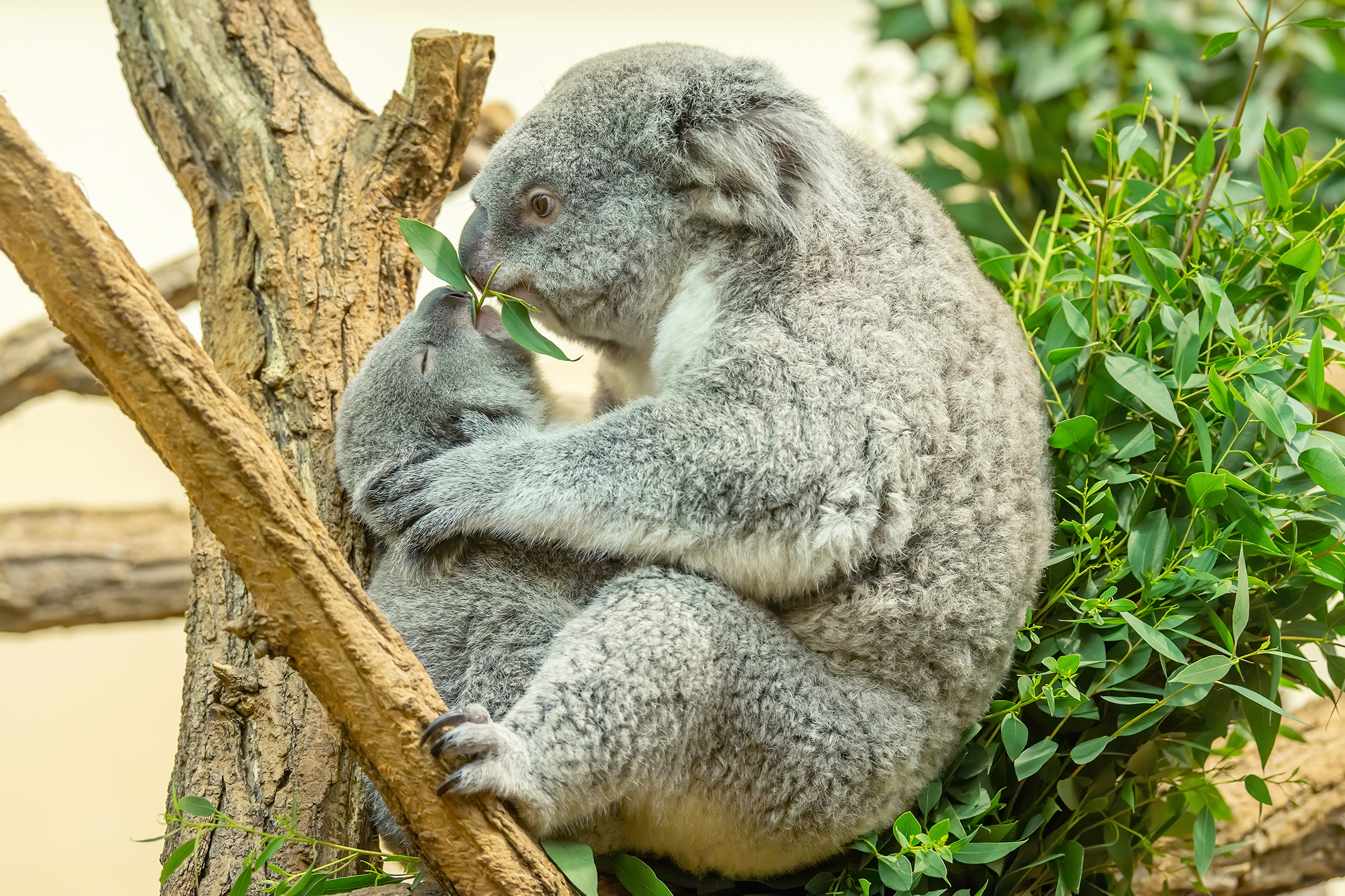 Koalas haben Appetit