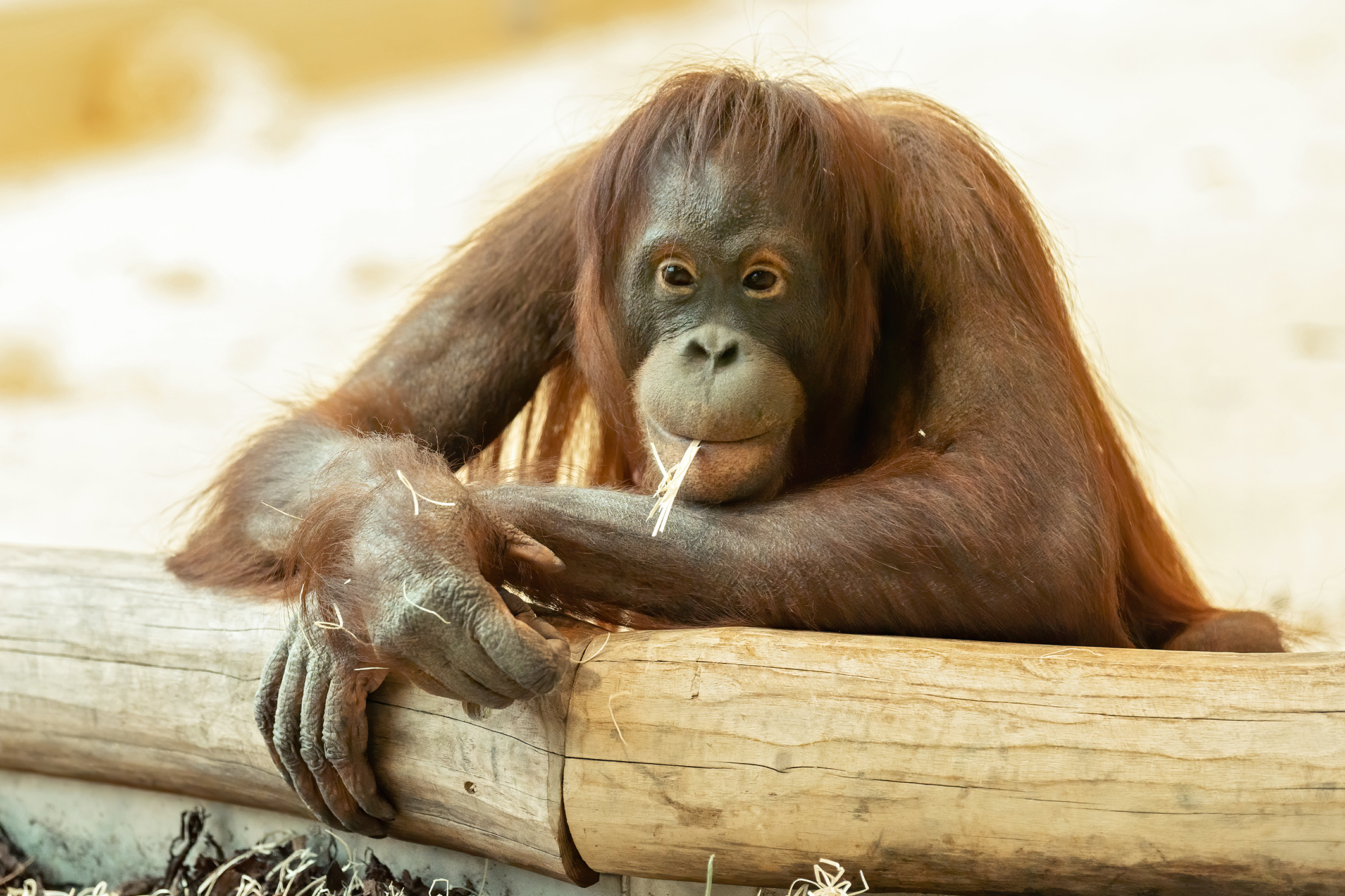 Orang-Utan Sari sitzt in Schönbrunn