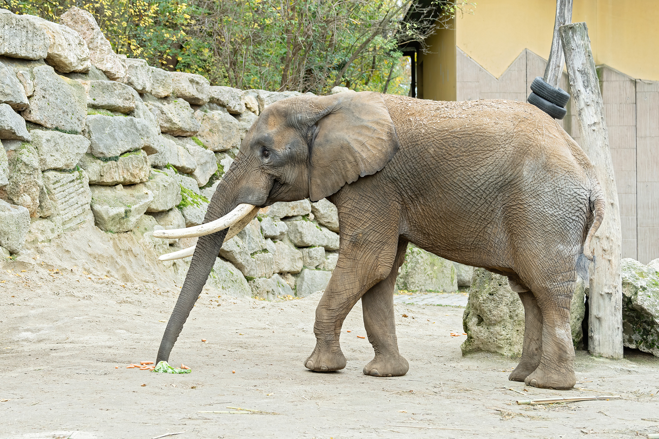 Neuer Elefantenbulle in Schönbrunn