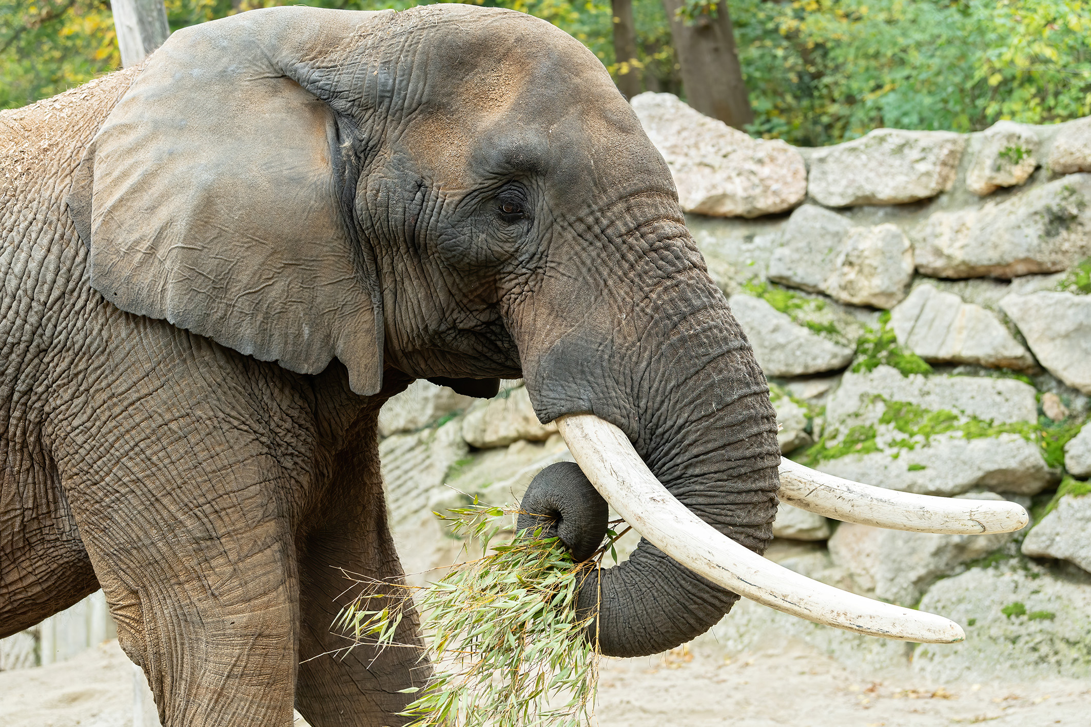 Elefant Tempo hat Appetit