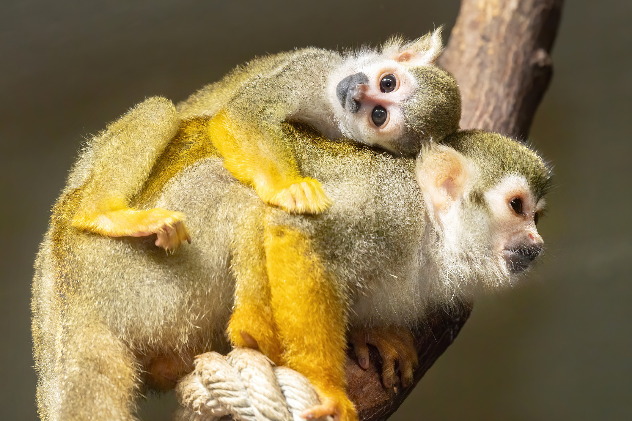 müdes Totenkopfäffchen in Schönbrunn