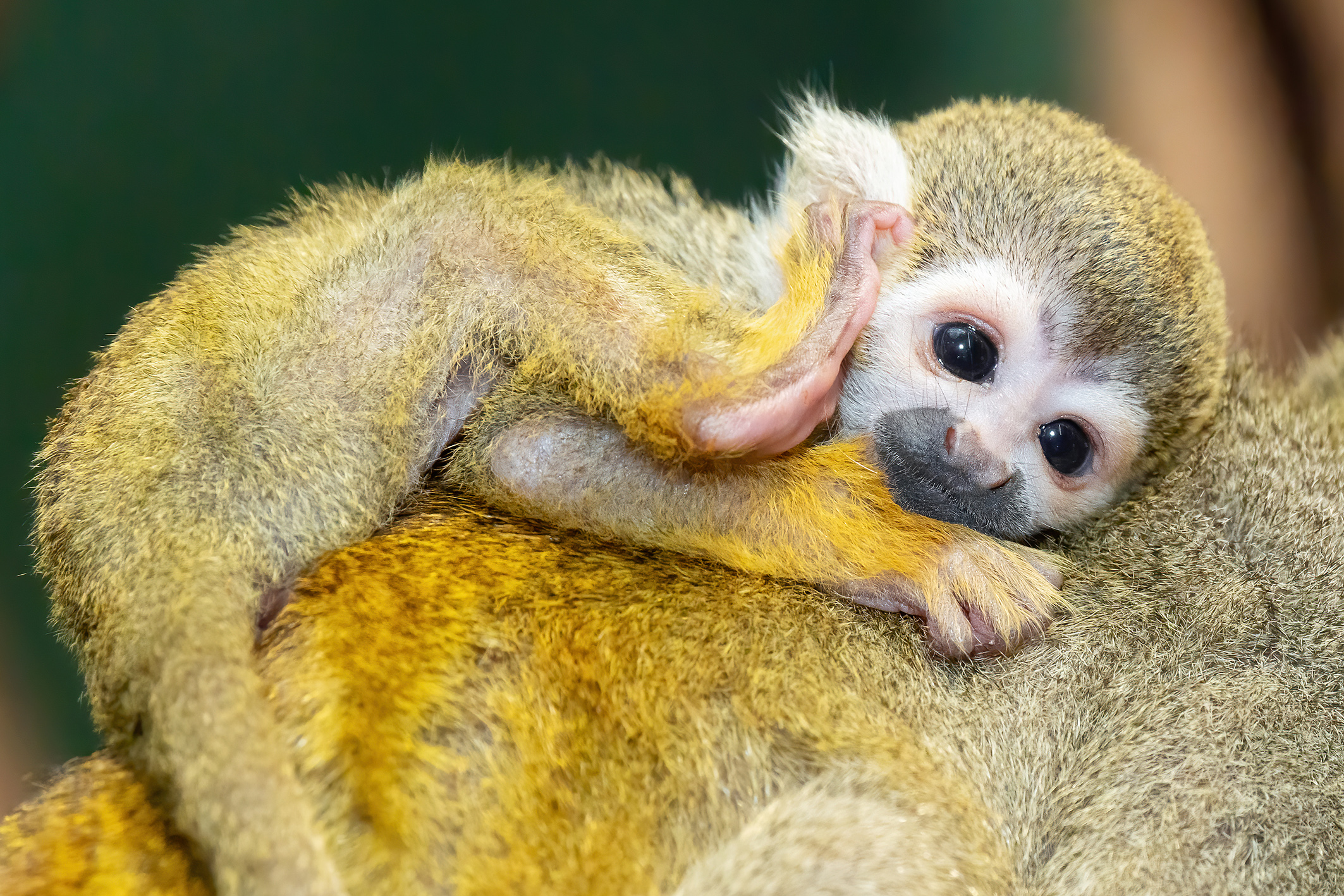 Junges Totenkopfäffchen kratzt sich am Hals