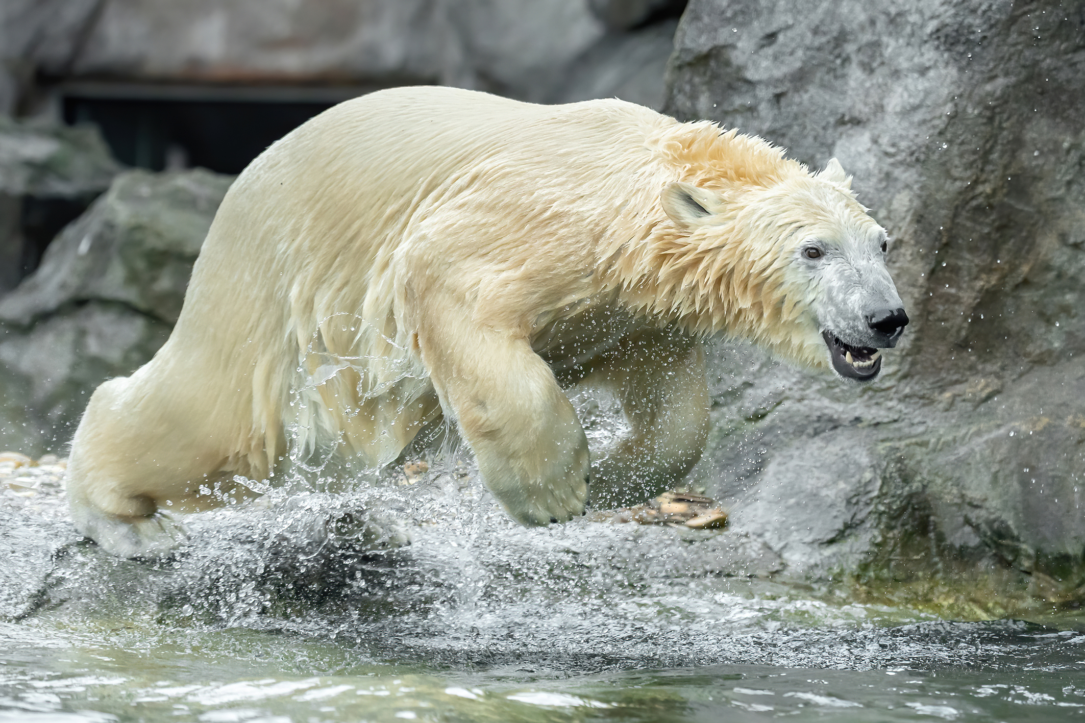 Finja spielt im Tiergarten Schönbrunn