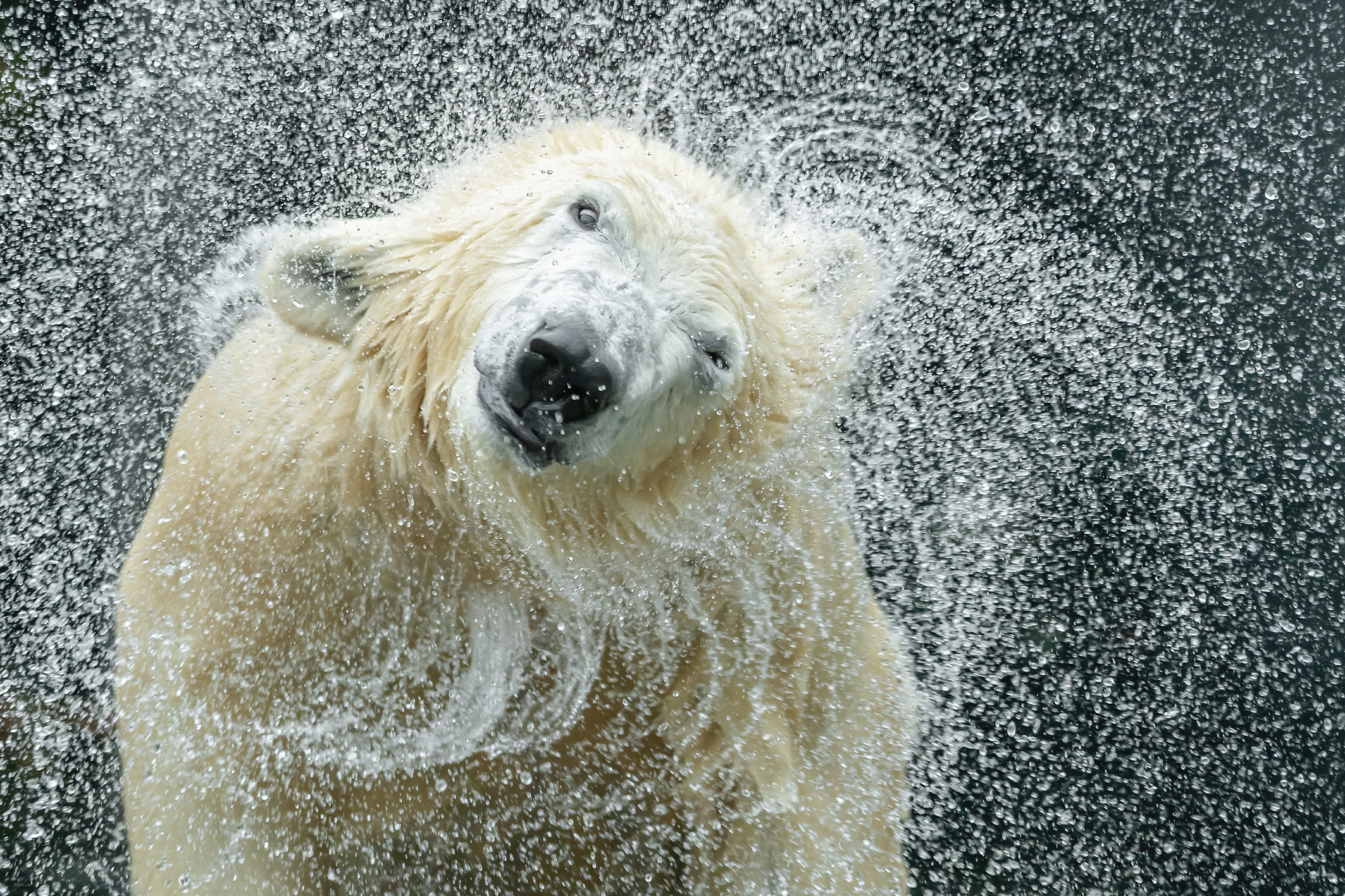 Eisbärmädschen Finja