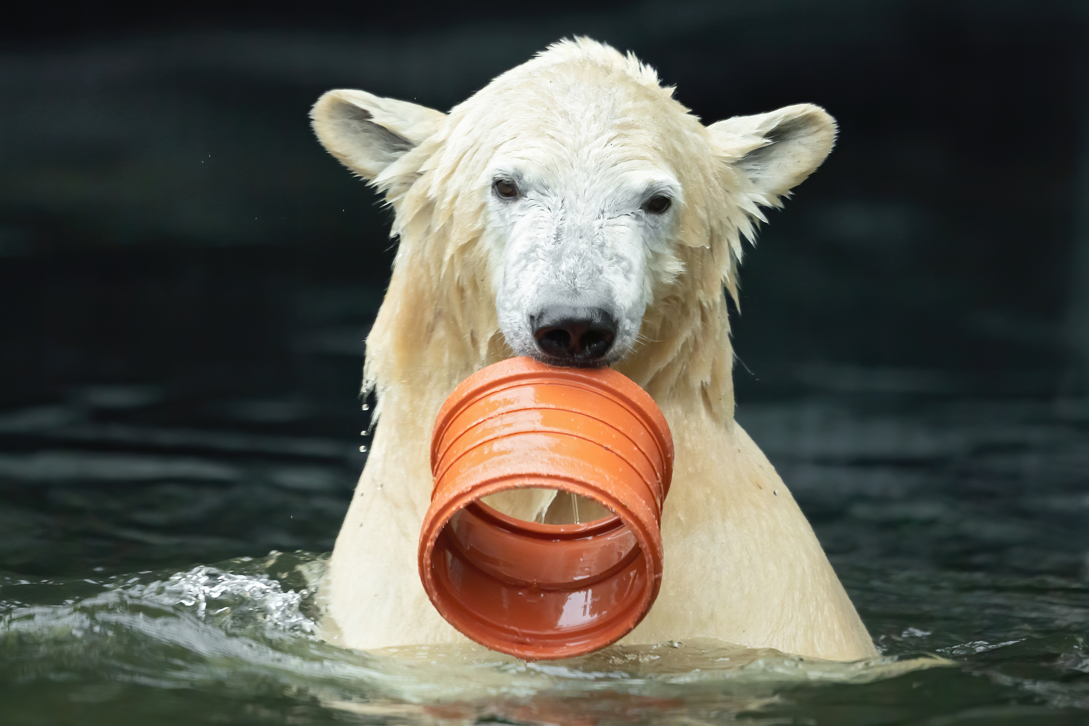 Eisbärin Finja hält Plastiktopf im Maul
