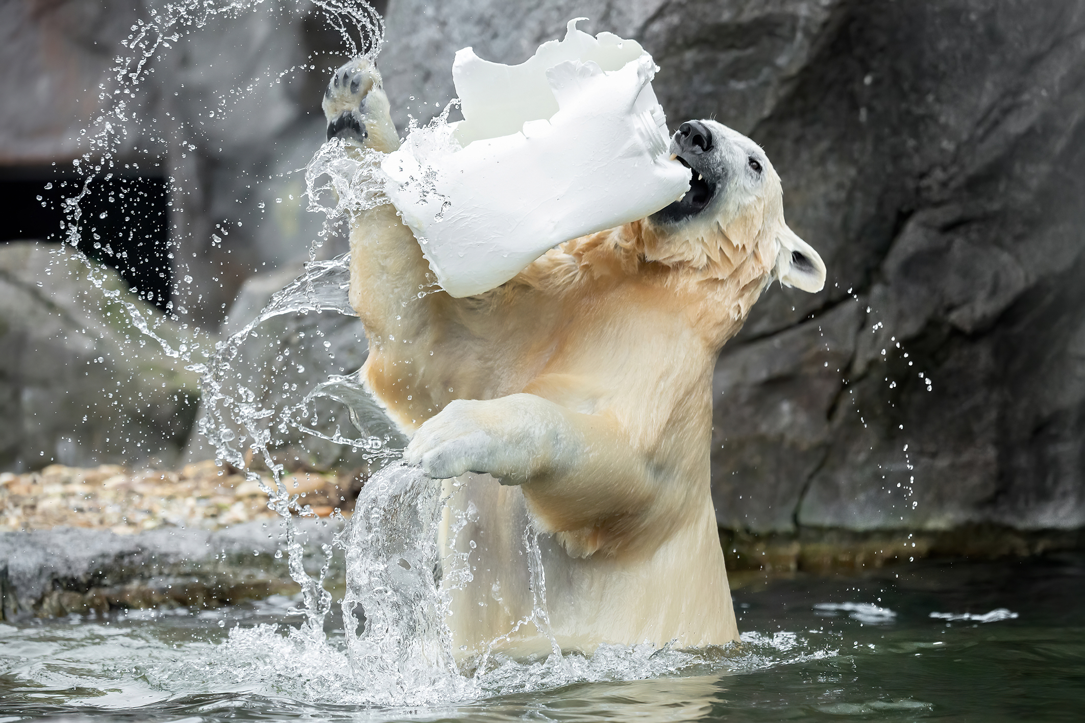 Eisbärin plantscht mit Plastikspielzeug