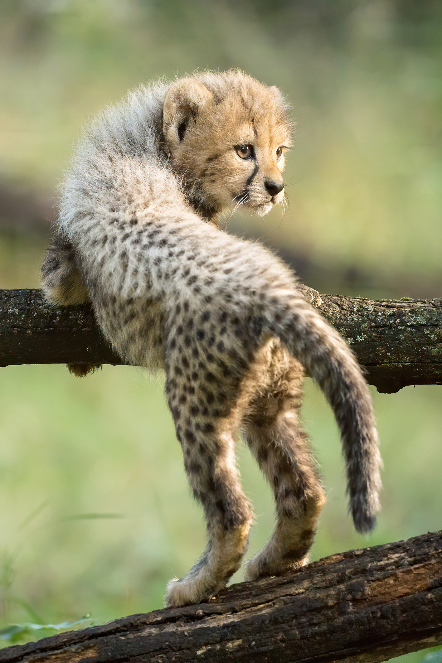 kleines Gepardenkind auf Entdeckungstour