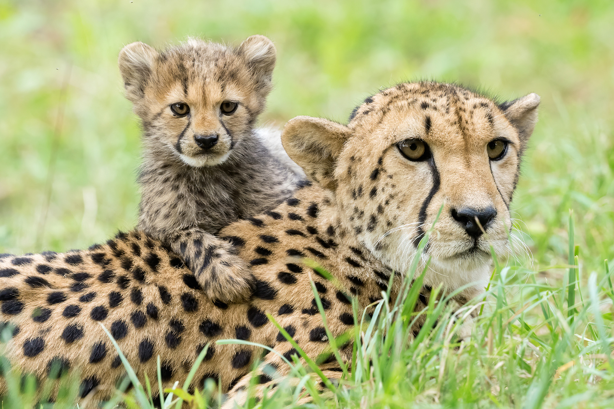 Gepardenmama und ihr Baby