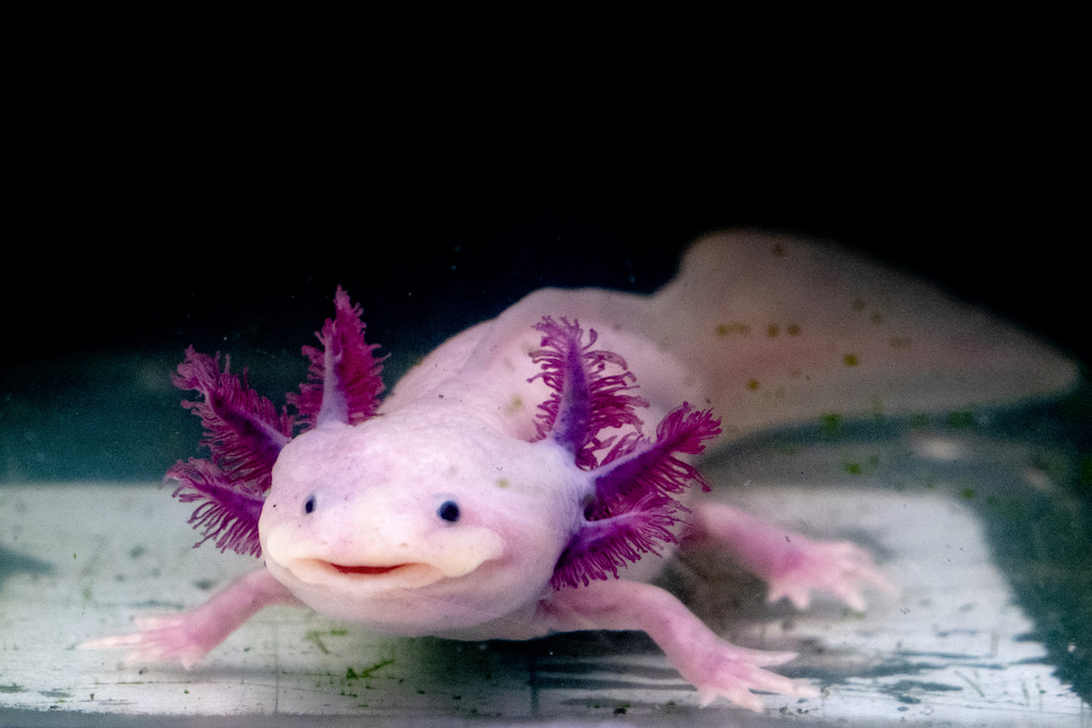 Axolotl | Credit: IZANBAR/ISTOCK/GETTY IMAGES