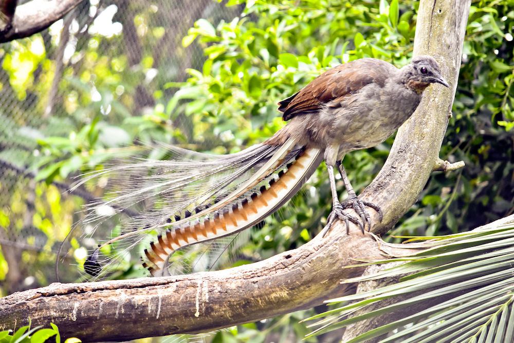 Graurücken-Leierschwanz | Credit: OZFLASH/ISTOCK/GETTY IMAGES