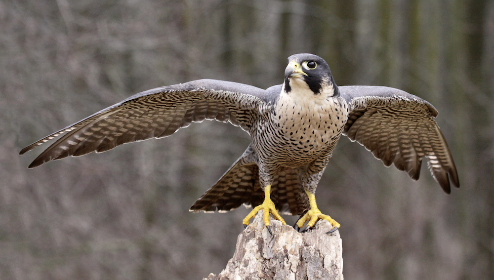 Wanderfalke: CA2HILL/ISTOCK/GETTY IMAGES