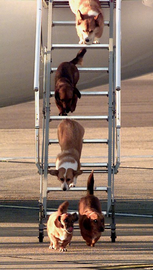Die Corgis verlassen das Flugzeug über eine Treppe