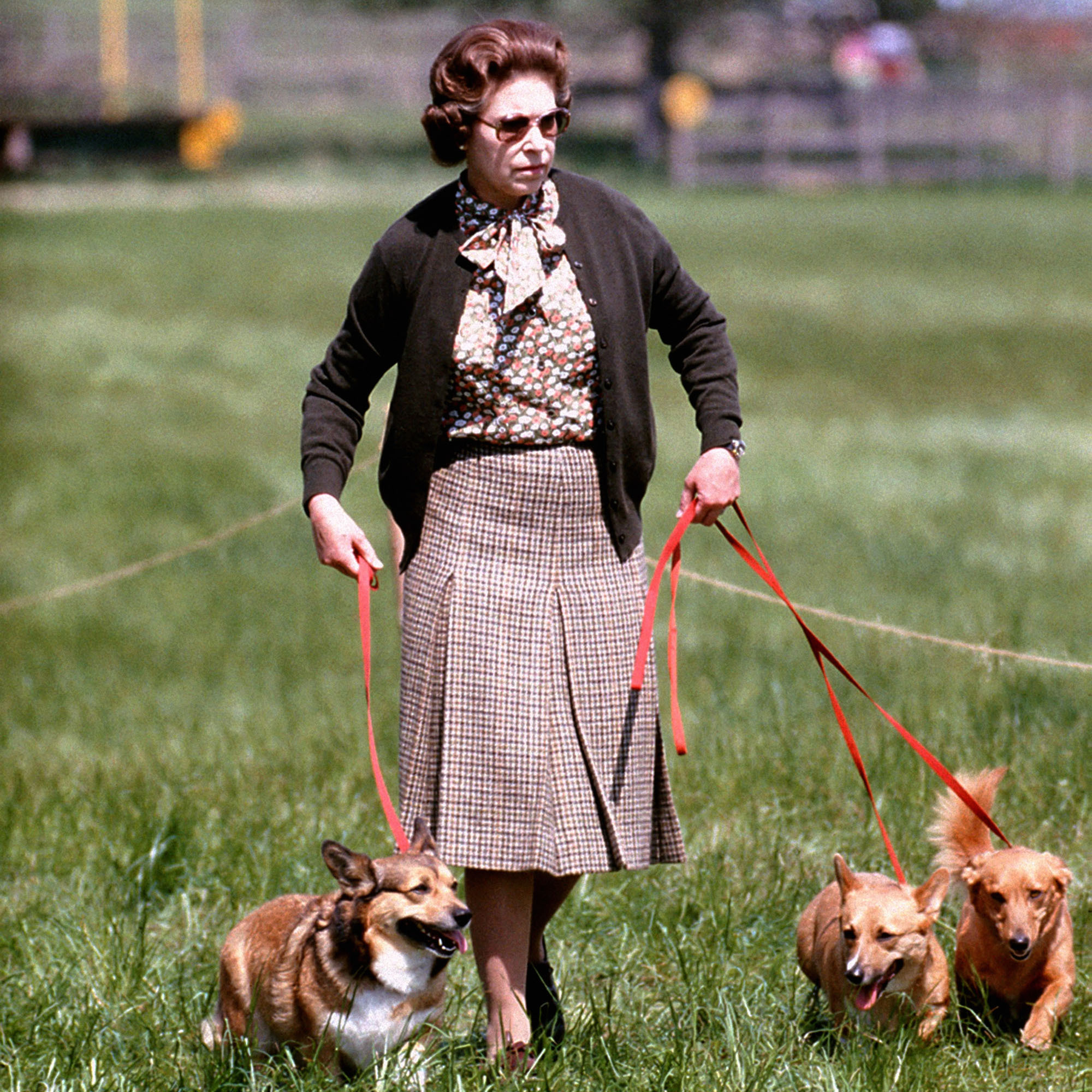 Queen geht mit Corgis spazieren