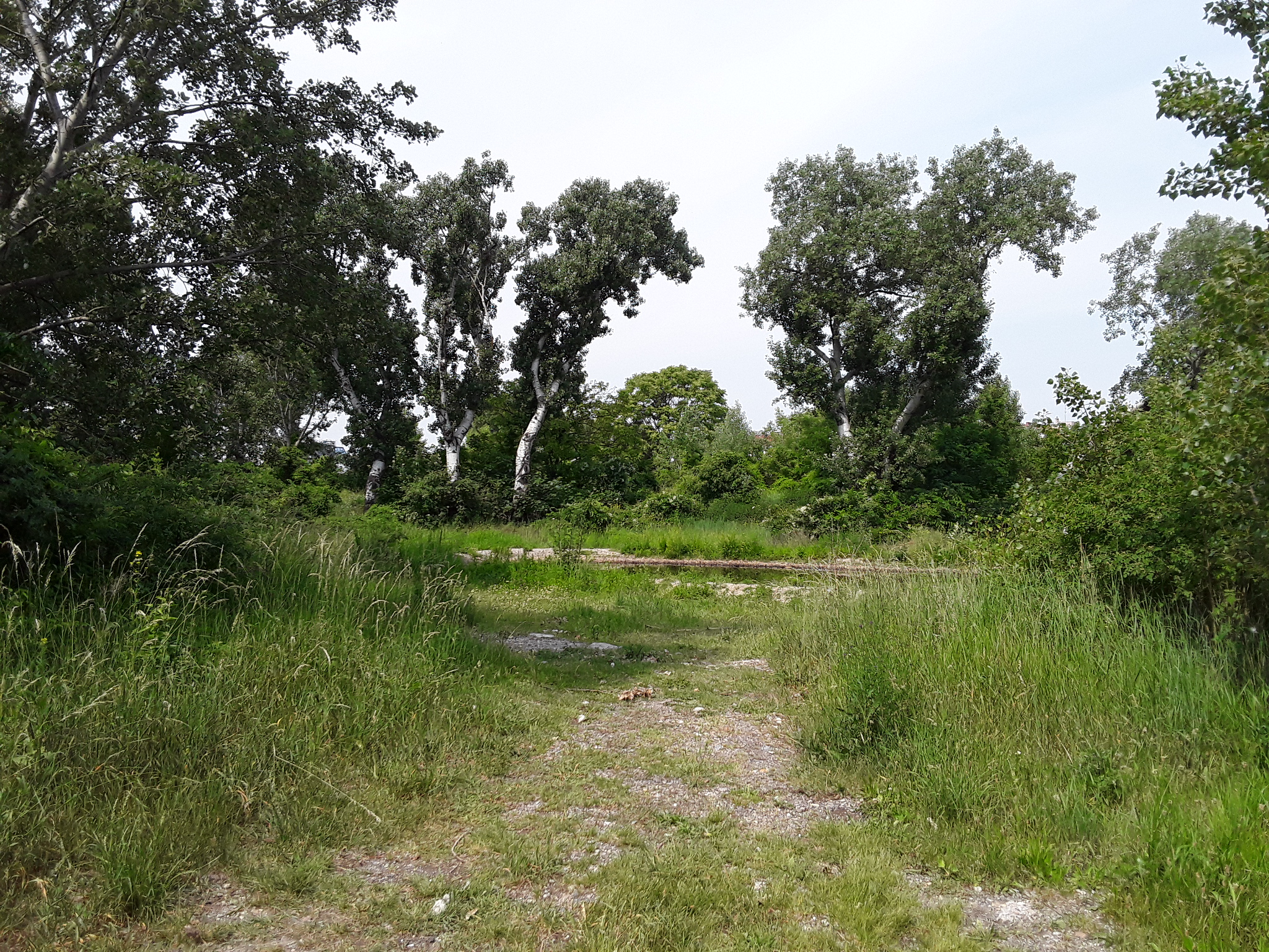 Bäume und Sträucher wuchern