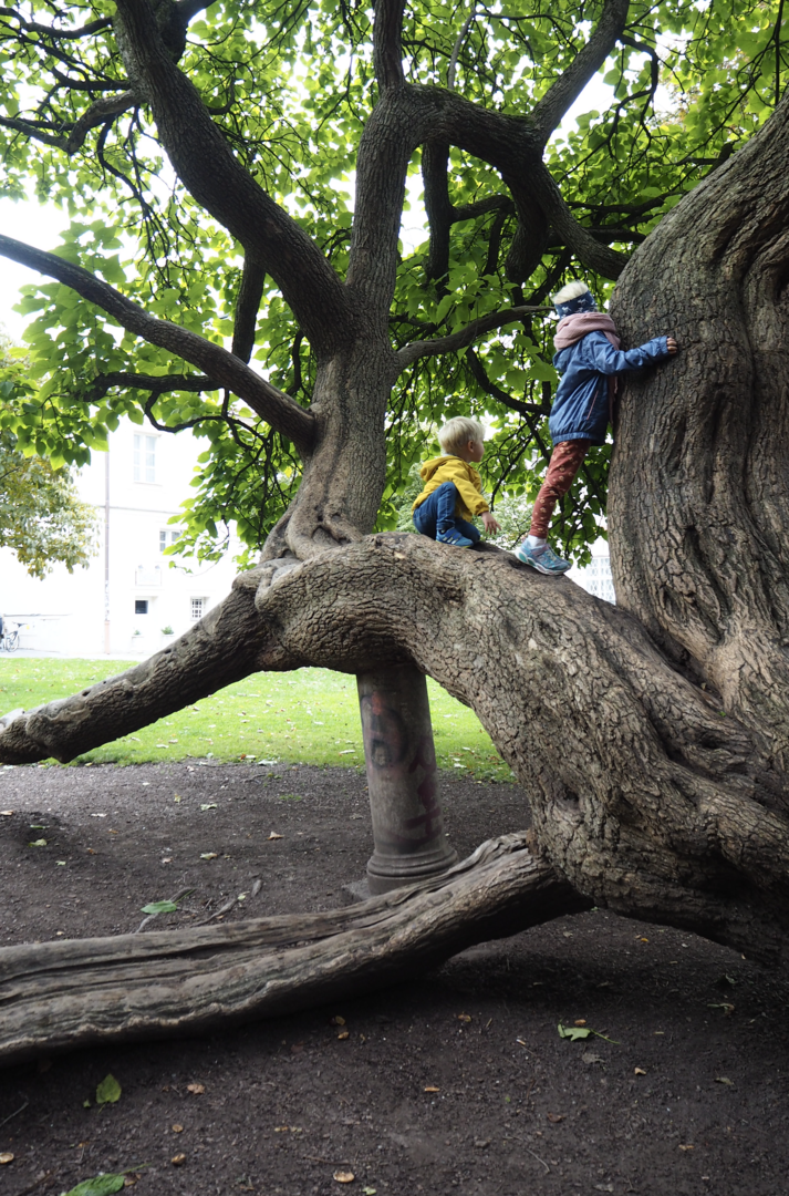 Kletterbaum Salzburg | Credit: Anja Fischer