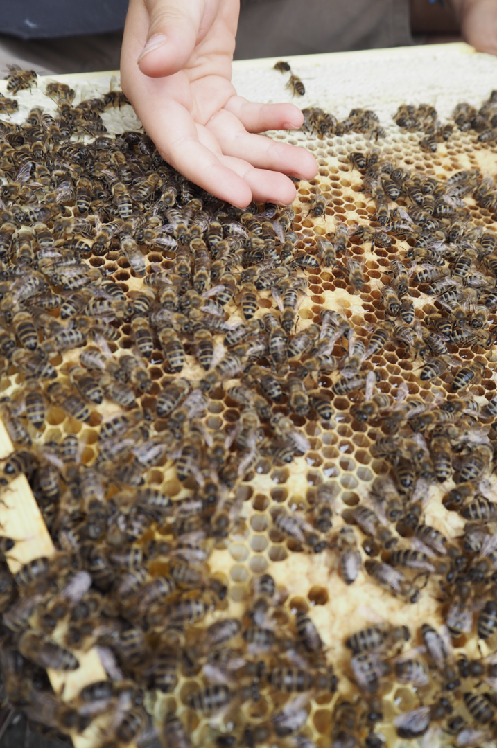 Bienen streicheln | Credit: Anja Fischer