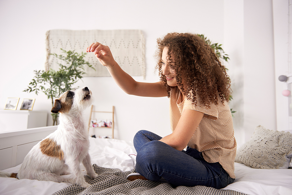 Frau spielt mit Hund im Wohnzimmer. Credit: iStock.com/gpointstudio