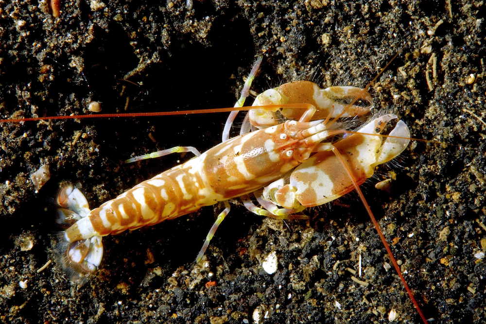 Pistolenkrebs | Credit: MAURITIUS IMAGES/SEATOPS/IMAGEBROKER