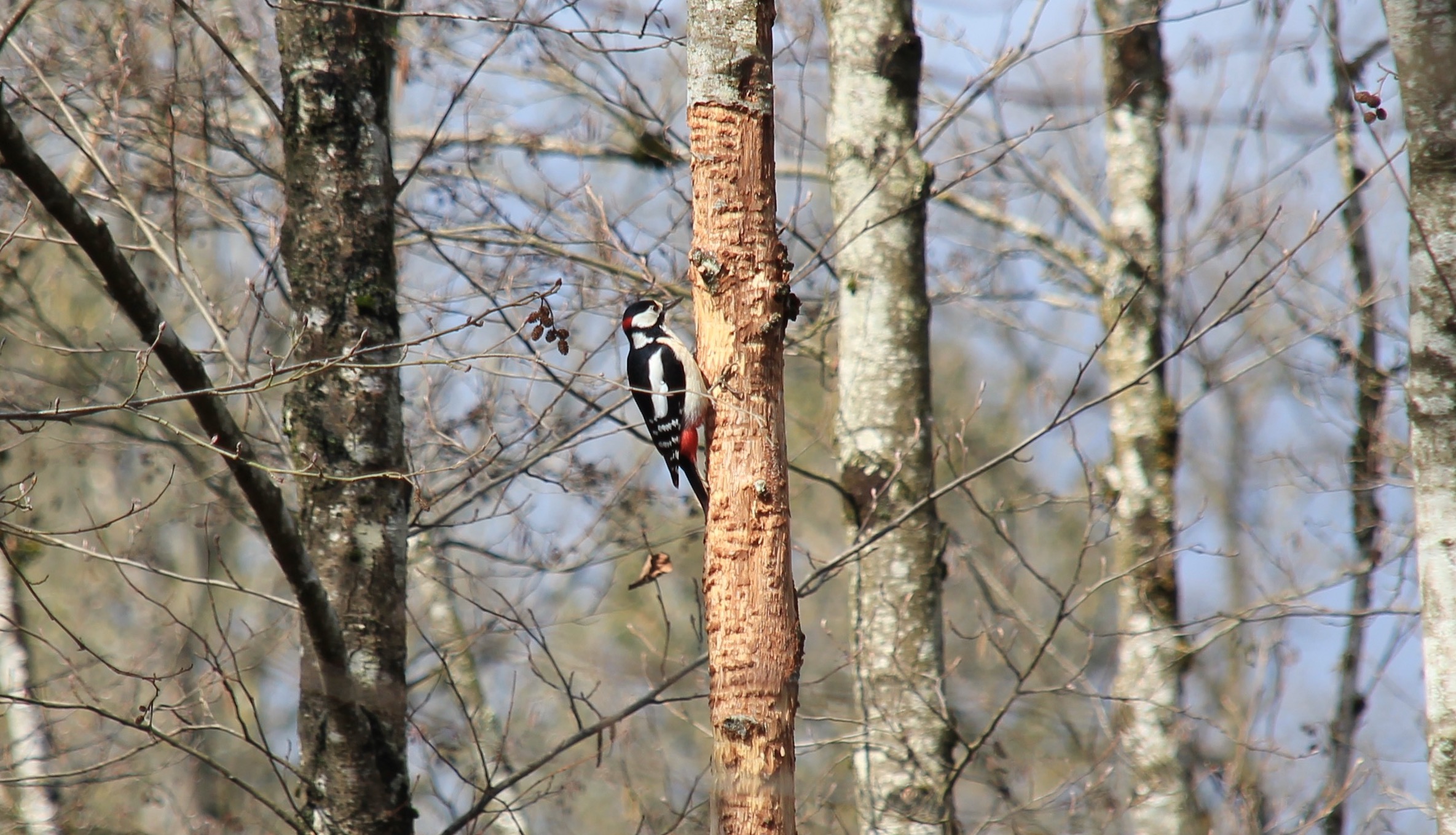 Specht | Credit: weekend.at