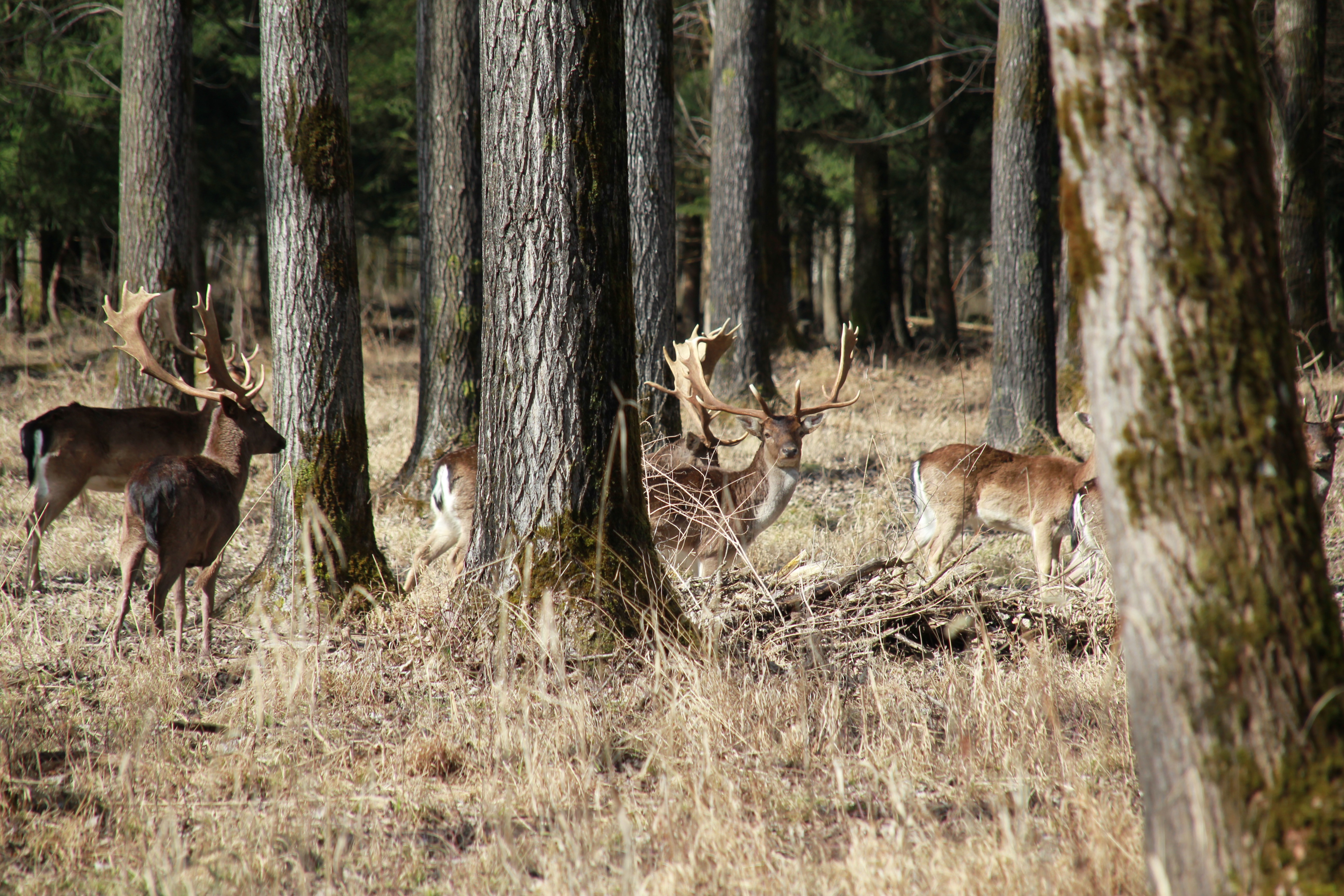 Damwild | Credit: weekend.at