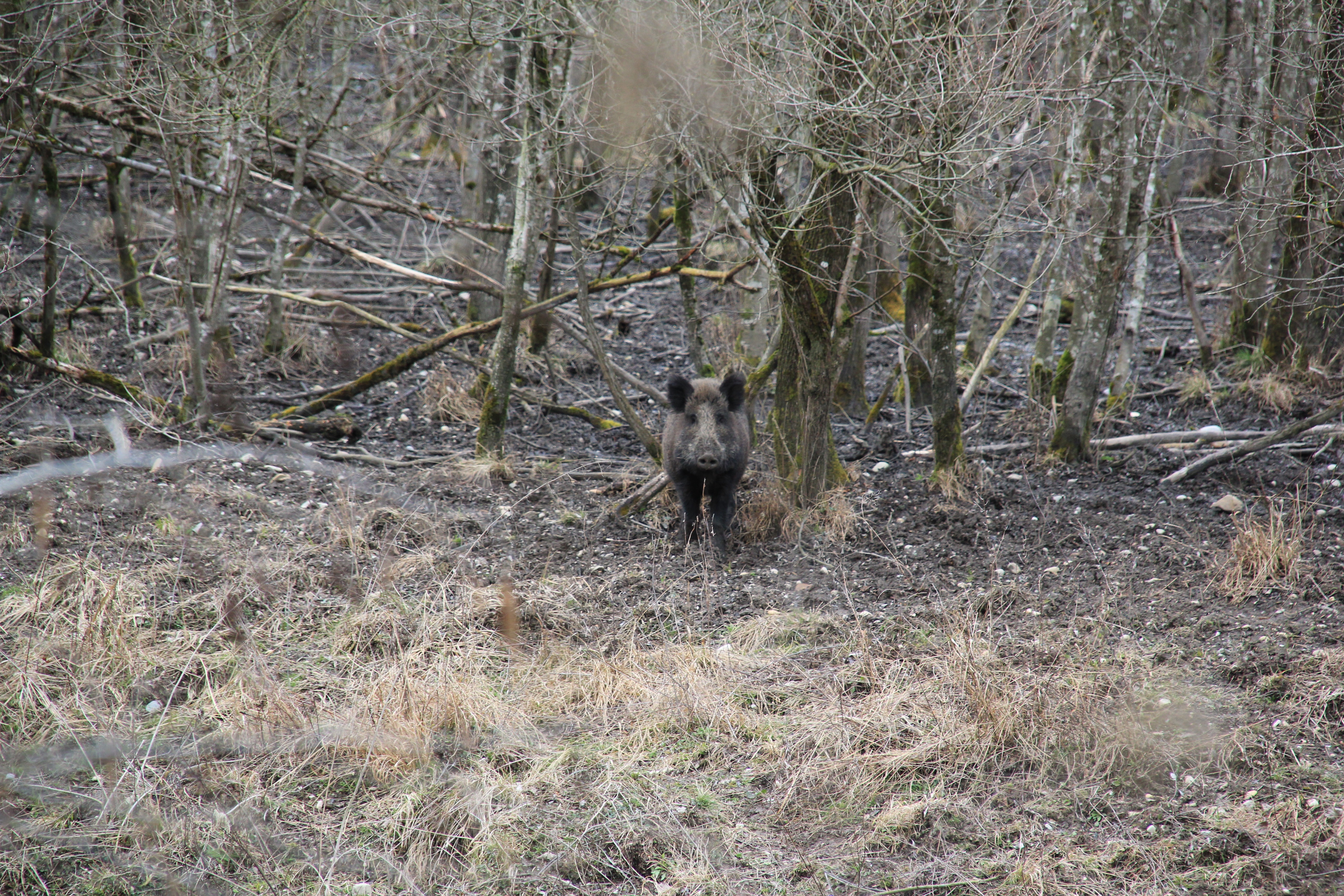 Wildschwein | Credit: weekend.at