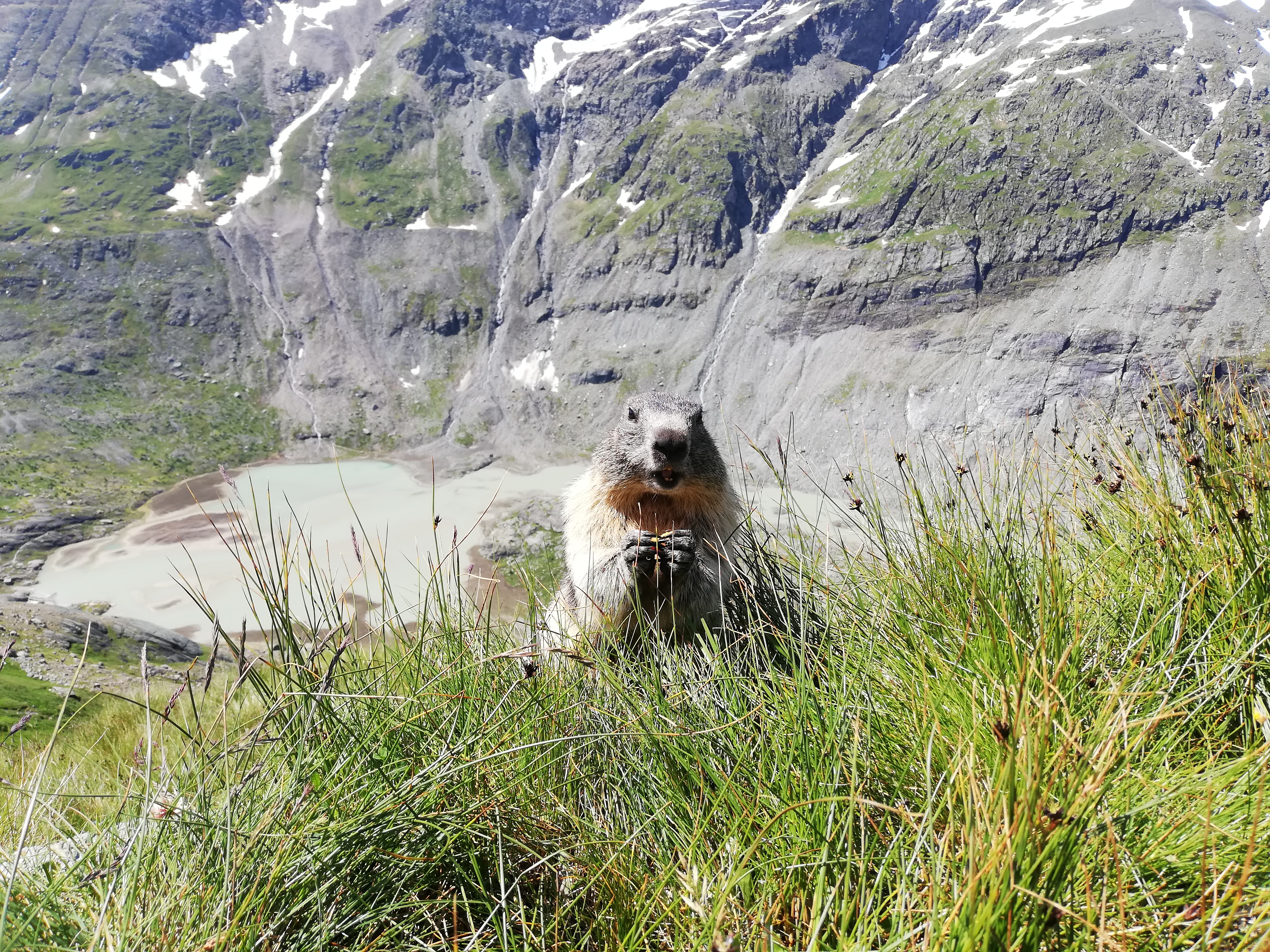 Murmeltier | Credit: weekend.at