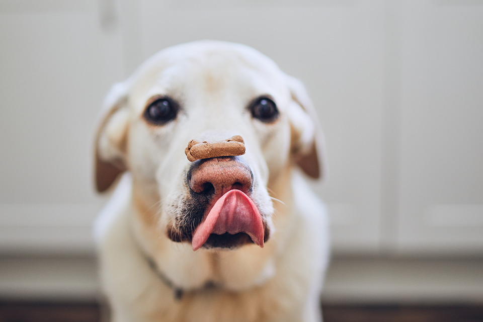 Hund hat Keks auf der Nase. Credit: iStock.com/Chalabala