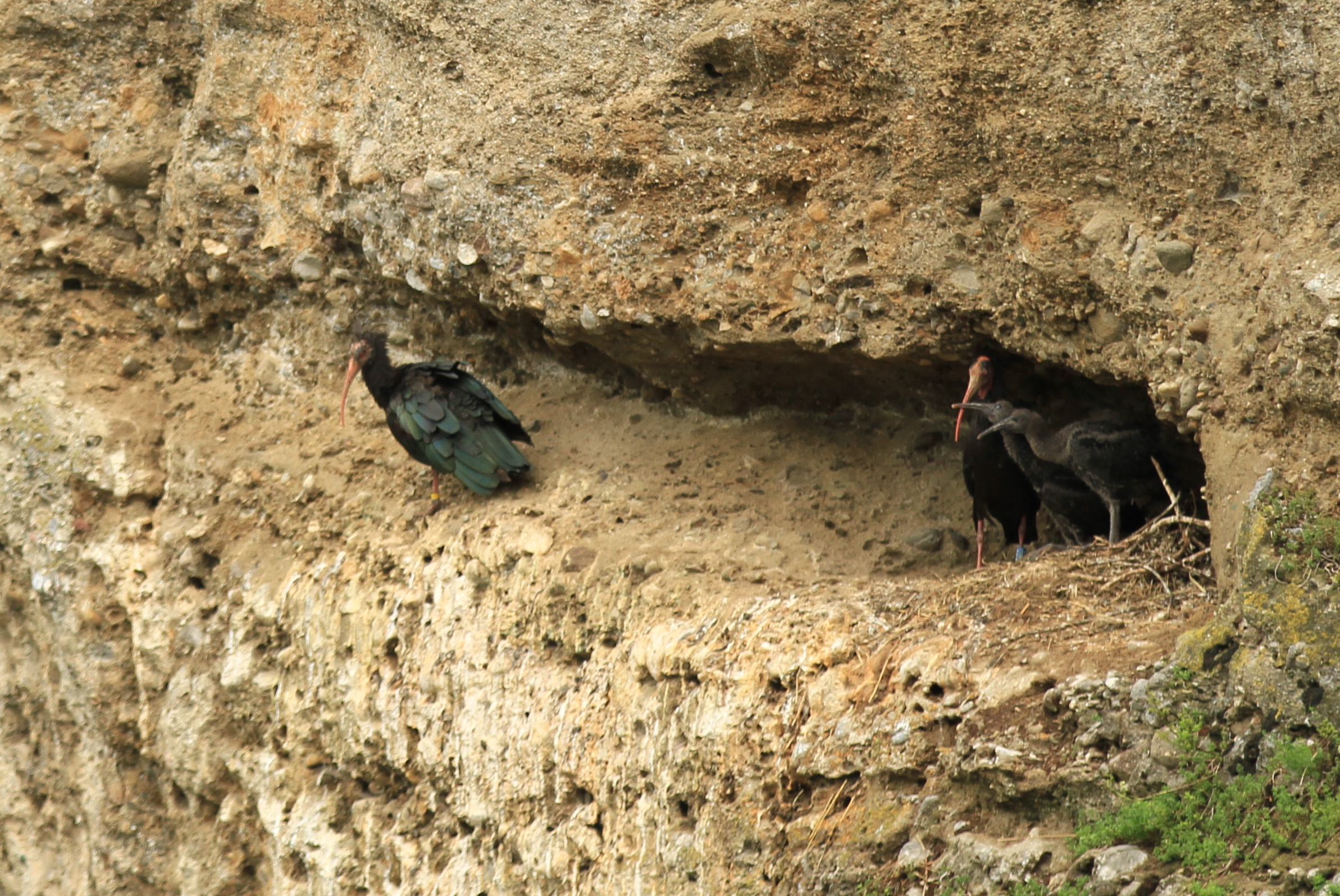 Waldrappe in Kuchl | Credit: Waldrappteam Conservation &amp; Research