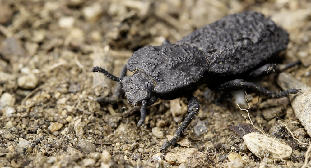 Eisenplattenkäfer | Credit: JESUS RIVERA/UNIVERSITY OF CALIFORNIA/IRVINE