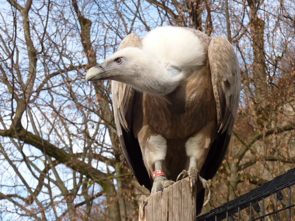 Gänsegeier Gundula | Credit: Zoo Salzburg