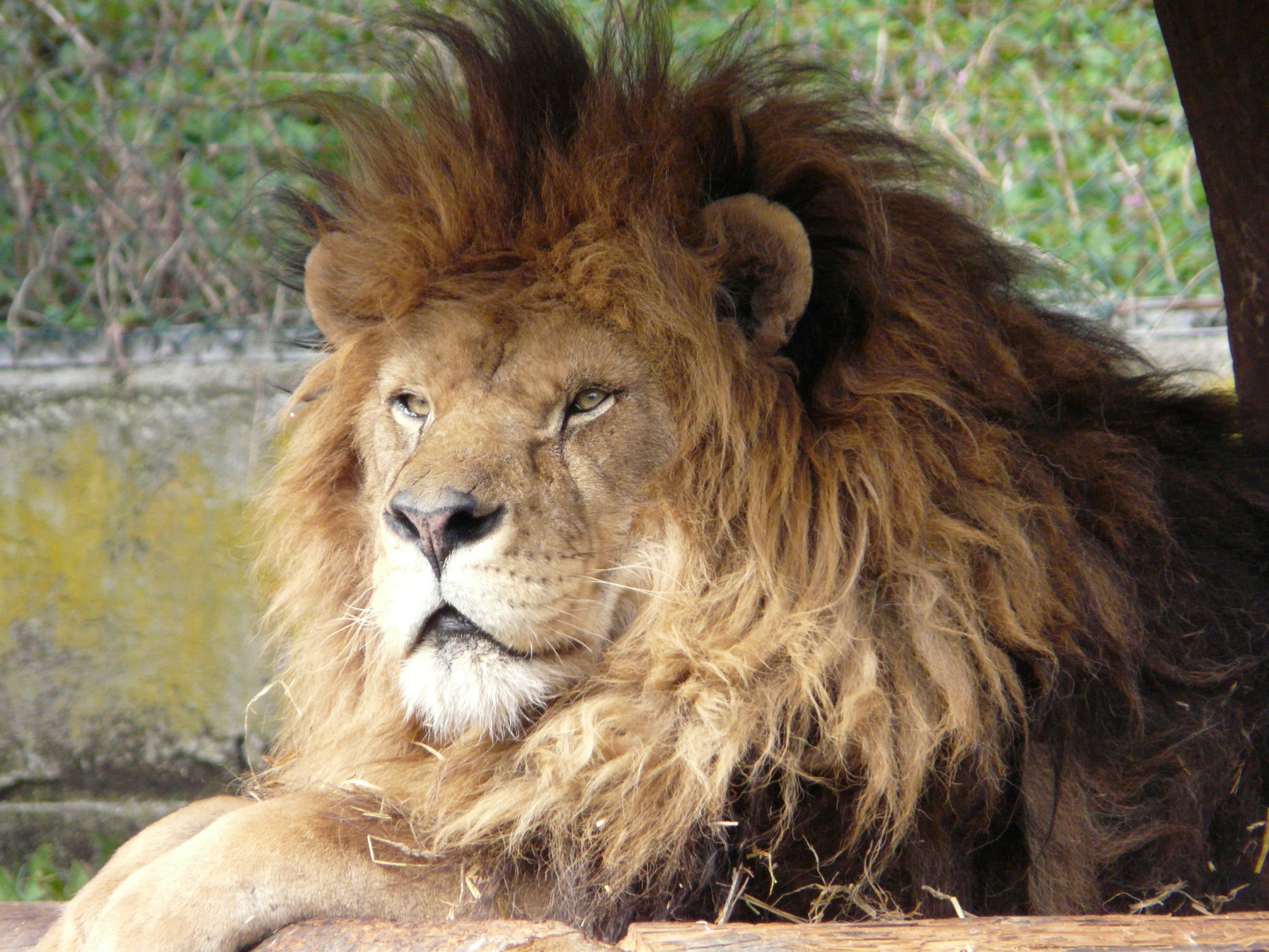 Zirkuslöwe &quot;Stinke&quot; | Credit: Zoo Salzburg