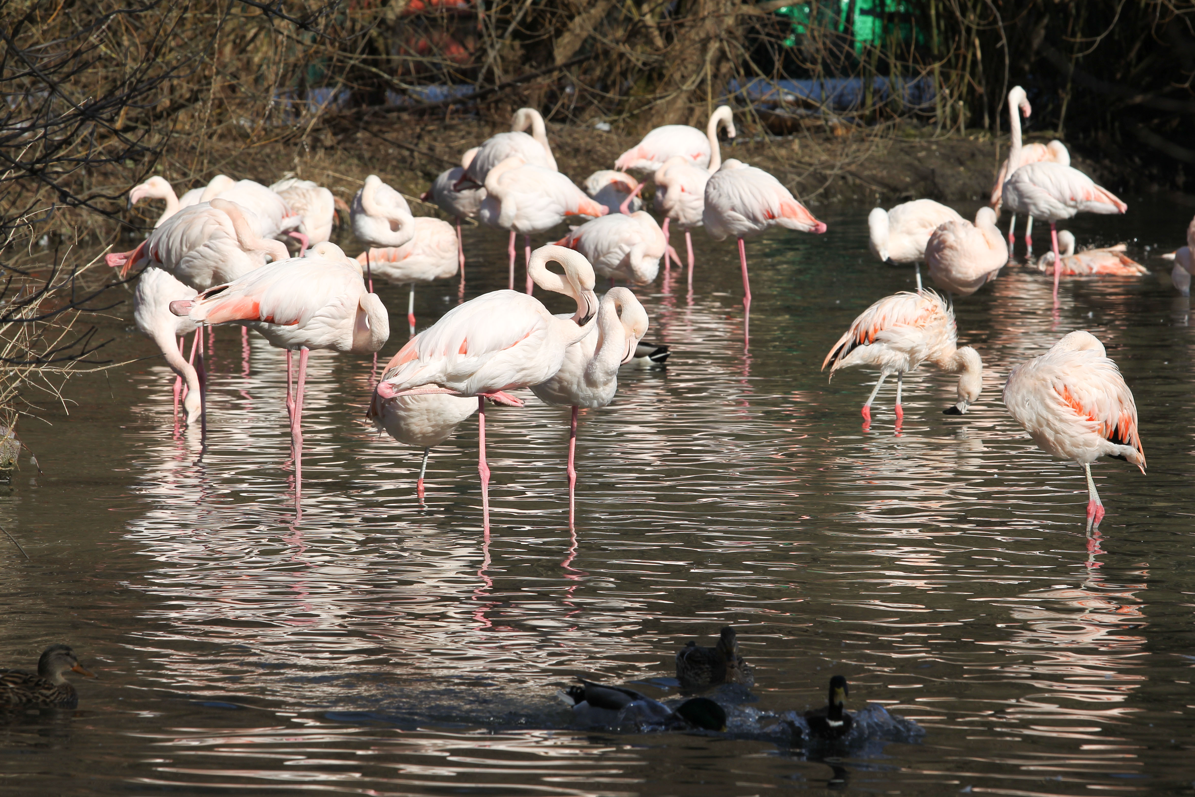 Flamingos | Credit: www.neumayr.cc