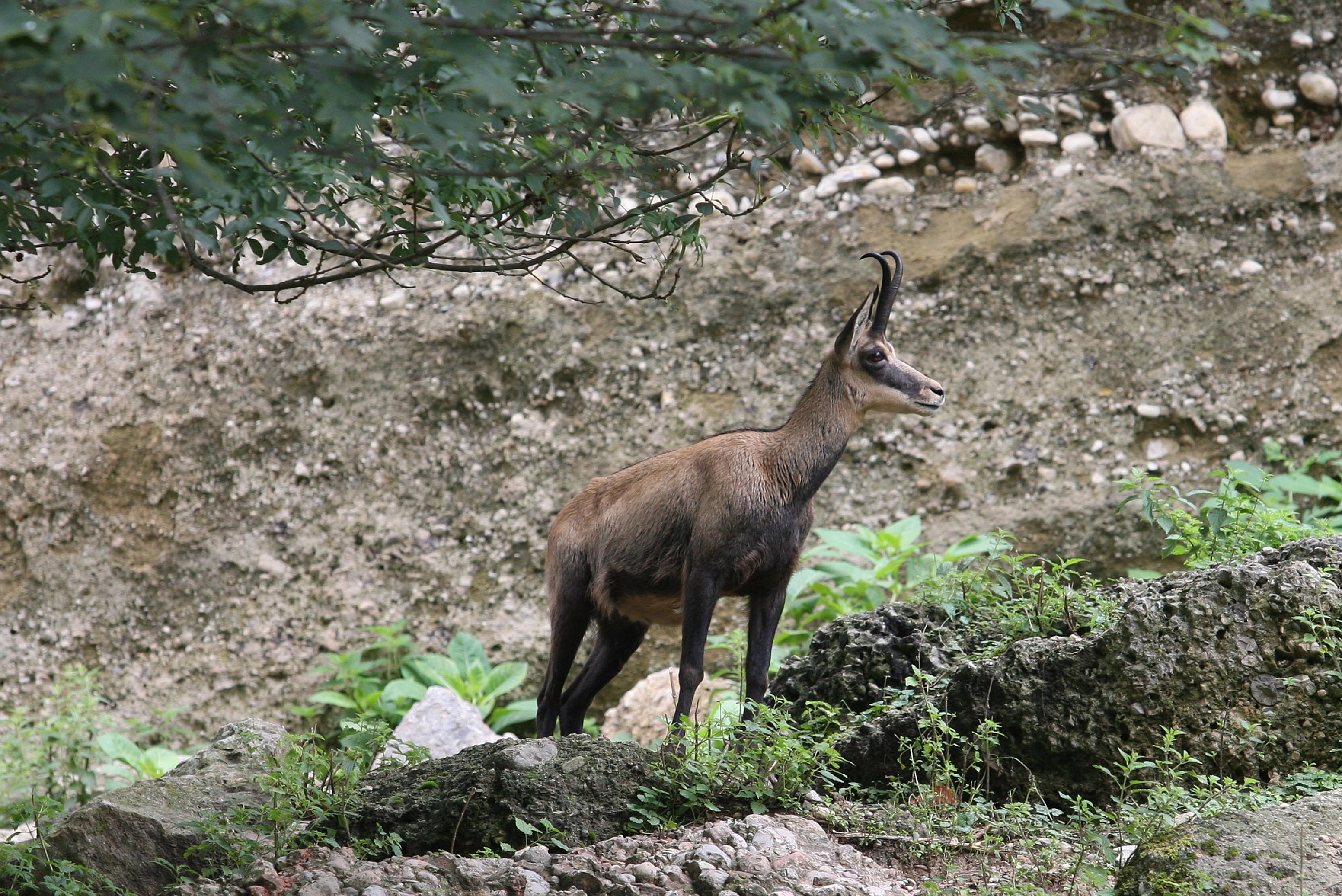 Gämse | Credit: www.neumayr.cc