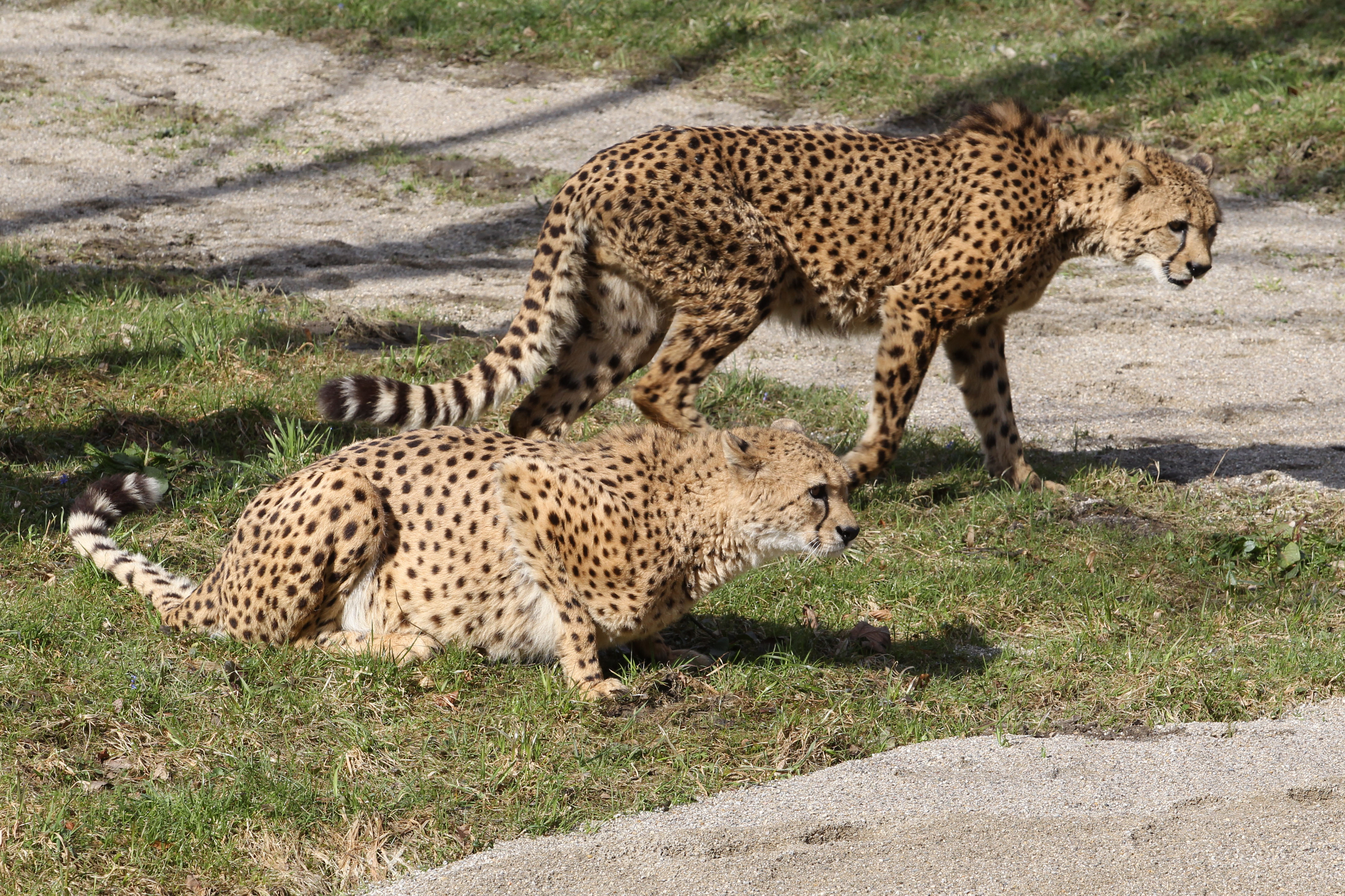 Geparden | Credit: www.neumayr.cc