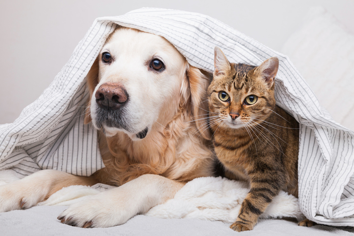 Hund &amp; Katze | Credit: iStock.com/Prystai