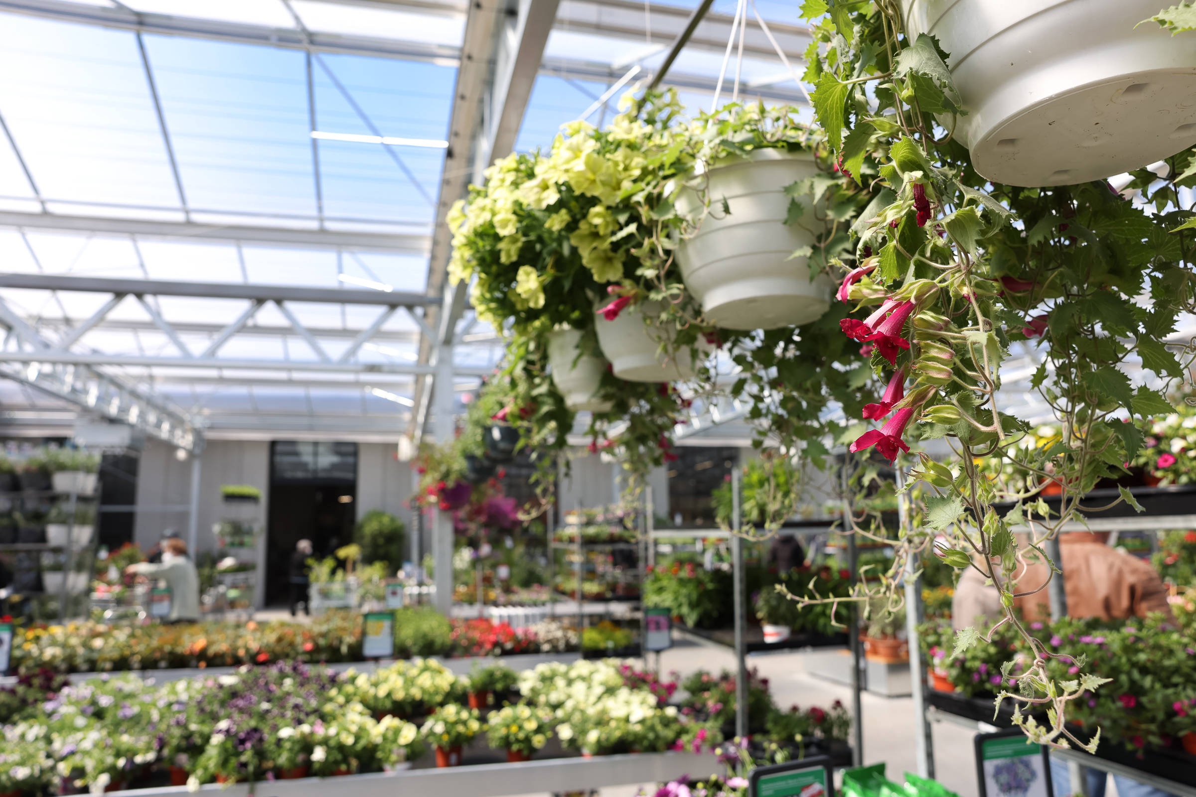 Garten- und Balkonpflanzen