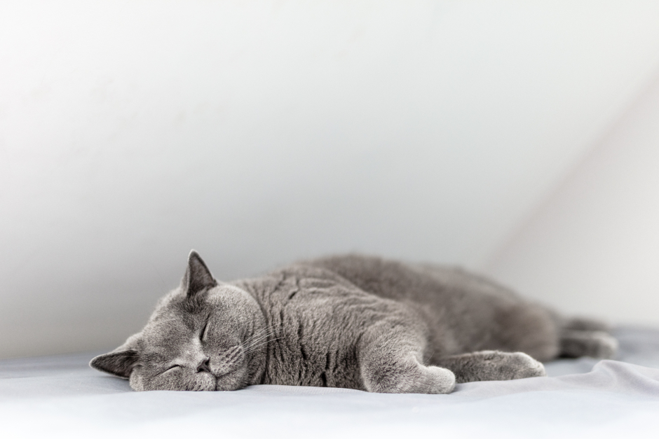 Britisch Kurzhaarkatze | Credit: iStock.com/NisceriN