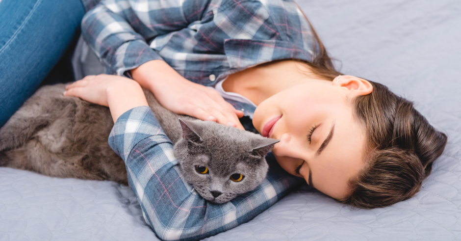 Verschmust und eigenwillig - Britisch Kurzhaarkatzen | Credit: iStock.com/LightFieldStudios