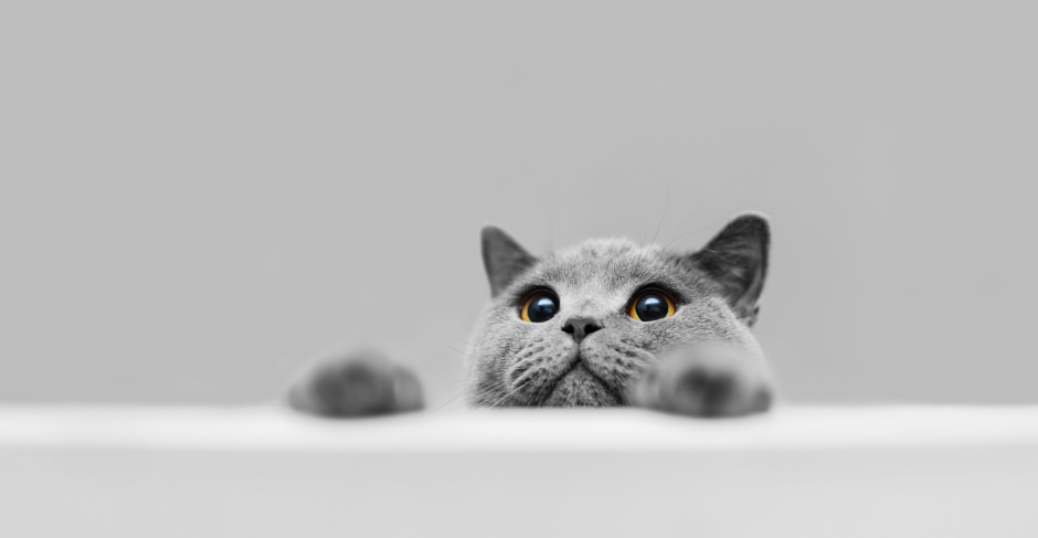 Britisch Kurzhaar | Credit: iStock.com/NiseriN