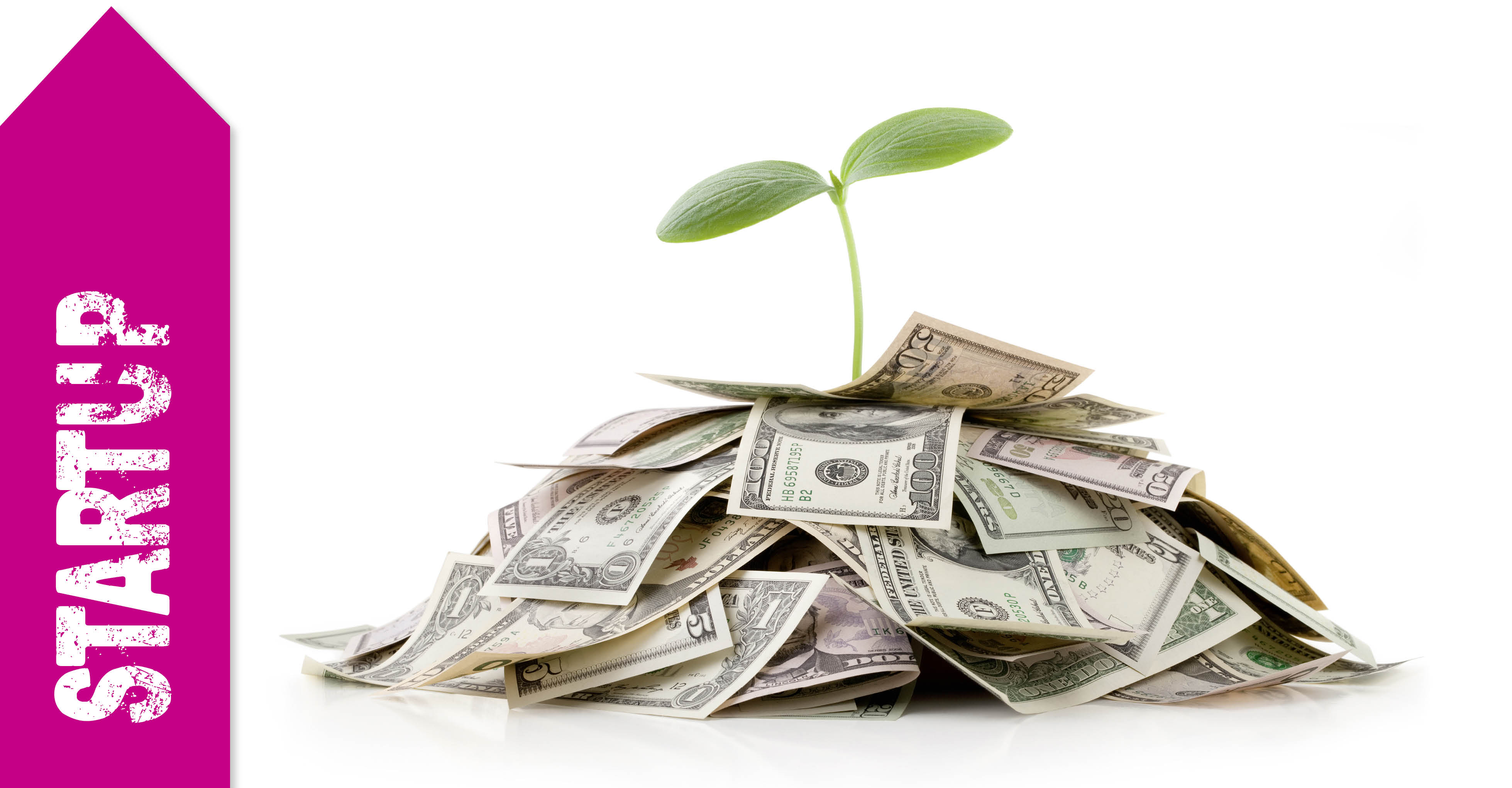 Pflanze wächst aus einem Geldhaufen