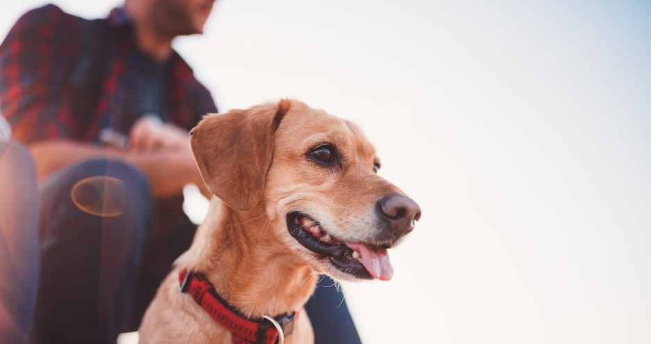 Wandern mit Hund | Credit: iStock.com/Kerkez
