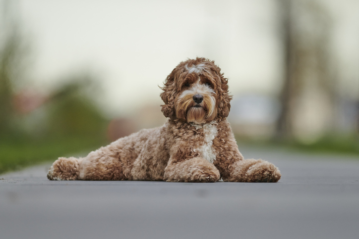 Labradoodle | Credit: iStock.com/Kurt Pas
