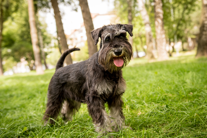 Schnauzer | Credit: iStock.com/romaset