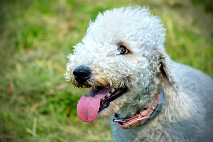 Bedlington Terrier | Credit: iStock.com/ OkorokovaNatalya