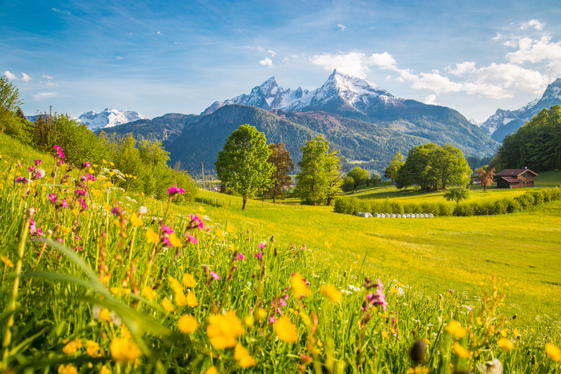 Eine traumhafte Panoramaaufnahme blühender Wiesen vor einer imposanten Bergkulisse
