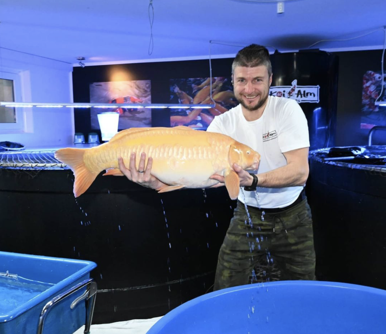 Reinfried Herbst mit einem Koi | Credit: Reinfried Herbst/Koi-Alm Salzburg