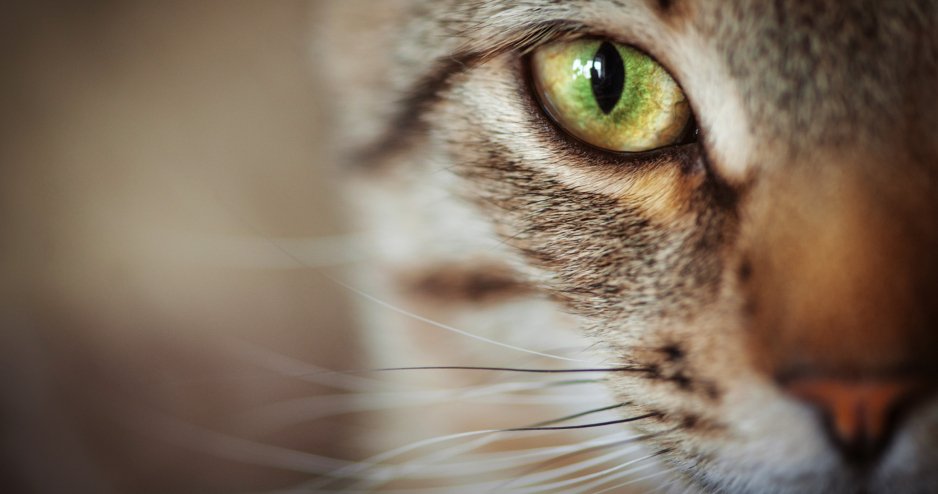 Katzenaugen lügen nicht | Credit: iStock.com/darkbird77