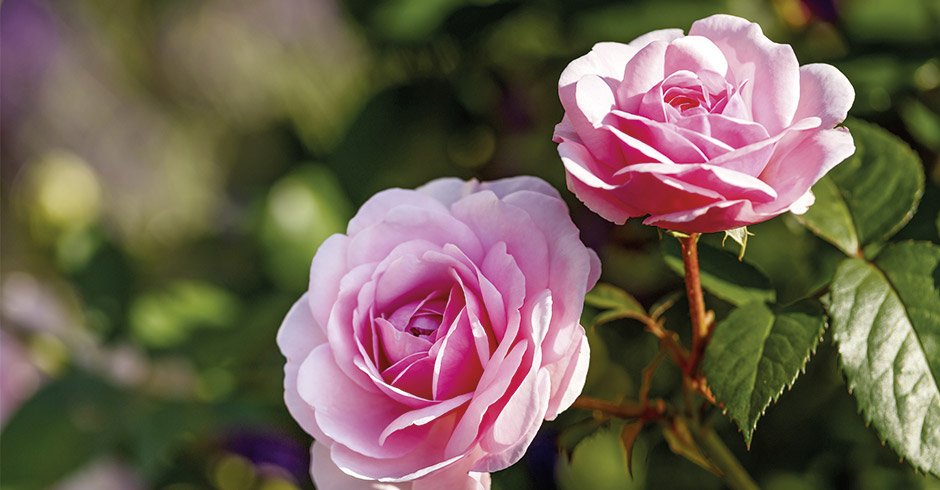 Rose in voller Blüte