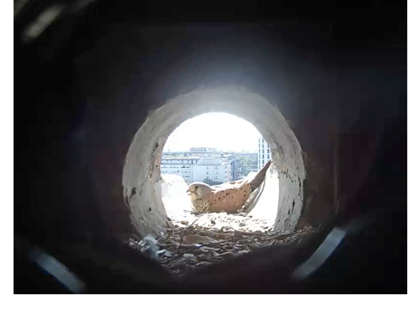 Turmfalke brütet in Wien